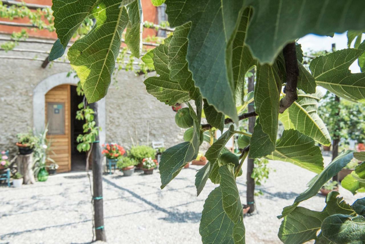 B&B Rifugio Tra Gli Ulivi Campagna Exteriör bild